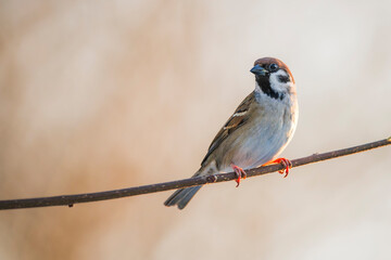European Common Sparrow Perched Gracefully on a Branch