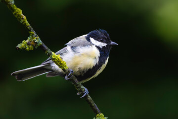Great Tit Perched on Branch: A Vibrant Woodland Songbird
