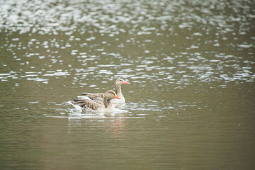 Pair of Greylag Geese Gliding Across a Calm Lake