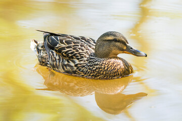 Mallard Duck Relaxing on a Serene Lake