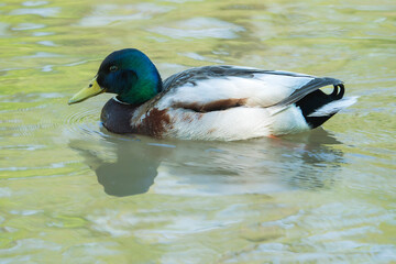 Mallard Drake Gliding Across a Tranquil Lake