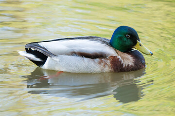 Mallard Drake Gliding Across a Tranquil Lake