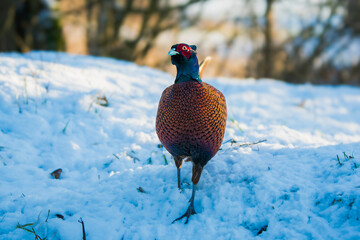 Male Pheasant Walking Gracefully Through Fresh Snow