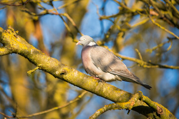 Wood Pigeon Perched Gracefully in Tree: A Woodland Scene