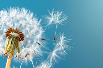 A close up of a dandelion with its seeds blowing in the wind. Concept of freedom and the fleeting nature of life