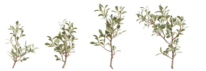 set of shrub cut out 