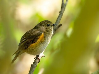 森の中の暗い木陰で枝に留まって周りを見渡しているルリビタキ