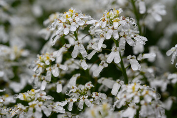 Obraz premium white flowers of the sky