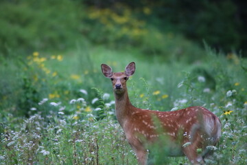 草原で出会ったエゾシカ
