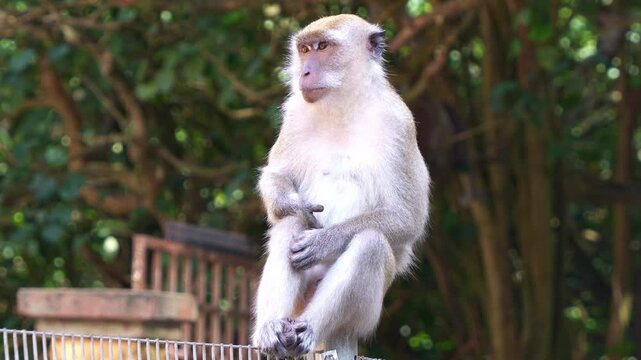 A long-tailed macaque (macaca fascicularis) sitting on metal fence, scratching its body, wondering around the surroundings and yawn with an ugly face, close up shot of wildlife in urban environment.