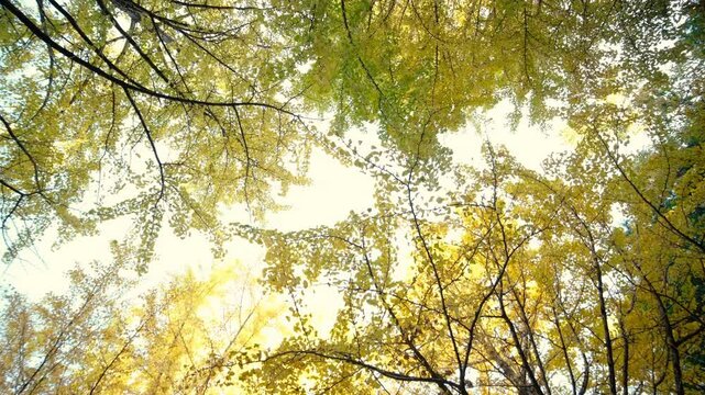 Low angle view of ginkgo tree in autumn.
