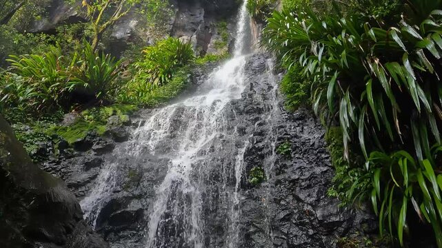Toolona Falls, nestled in Lamington National Park's Gondwana Rainforests, Popular Tourist Destination and Australia World Heritage Area