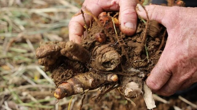 Close up footage of a gardener removing the dirt off the freshly picked turmeric root in daytime