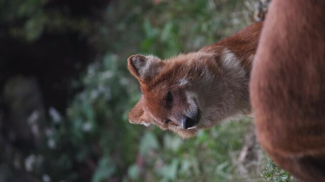 Slow motion vertical video of a Dhole looking around and looking at the camera.