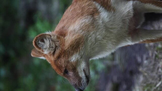 Slow motion vertical footage of a Dhole looking around while hunting.