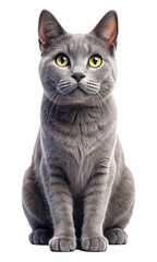 a cute cat, 3d Realistic highly Quilty detailed, PNG transparent image, AI generative.