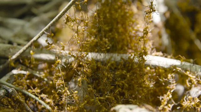 Army Ants Build Living Bridge