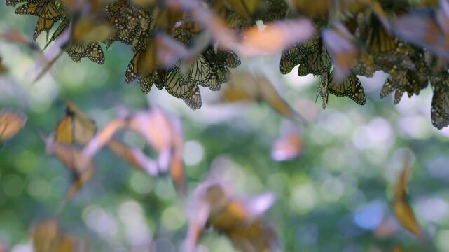 breathtaking phenomenon of monarch butterflies gathering in large numbers on a tree branch during their annual migration