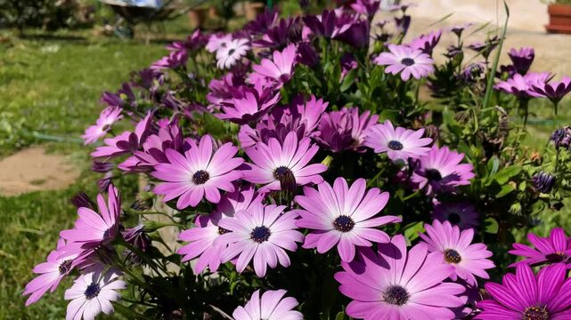 Slow motion footage of a group of different colored Dimorphotheca Eclonis daisies, some with white petals changing to different shades of pink and others violet, the center of the daisies in blue
