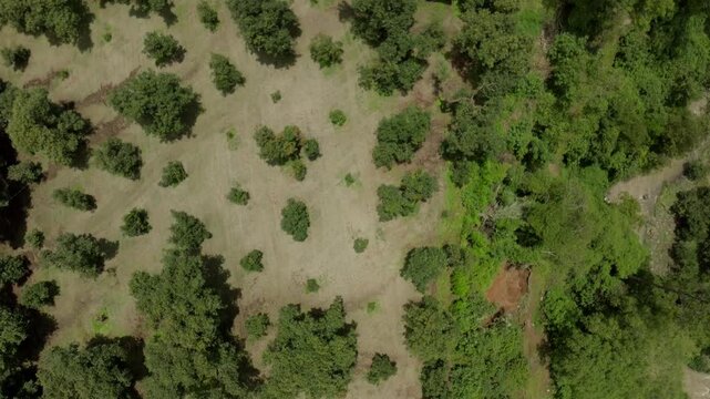 DRONE: TOP DOWN VIEW OF AVOCADO FIELDS FROM MICHOACAN