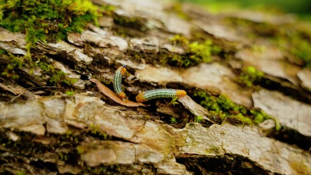 Two caterpillar worms on a tree bark with moss. Nature texture.