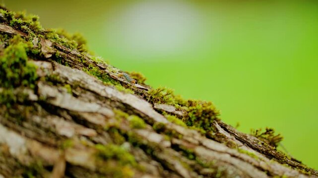 Tiny caterpillar walking on a tree branch. Nature wildlife.