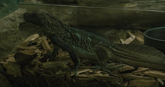 Chinese Water Dragon in a terrarium, resting on wood chips near a water dish