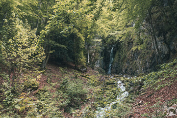 Obraz premium Torrent du Jura, cours d'eau de montagne impétueux