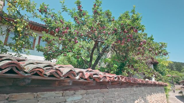 Summer rosy ripe peaches on fruit tree hang over rustic garden wall