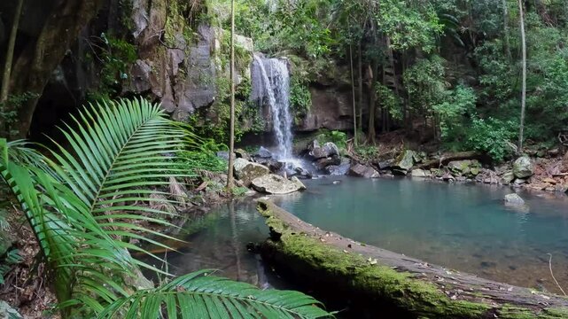 Curtis Falls, nestled in Tamborine National Park, offers a serene rainforest waterfall setting within Queensland's Scenic Rim, Australia