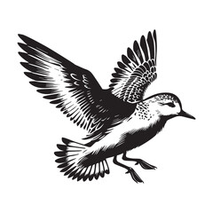 Fototapeta premium Sanderling Silhouette - Sanderling Bird Clipart, Calidris alba Design, Sanderling landing Illustration in black and white 