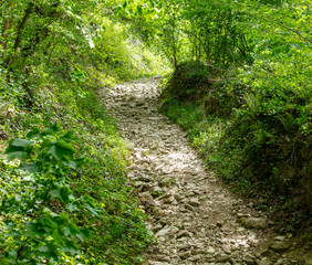 Fototapeta premium Dirt road in the forest in nature in summer