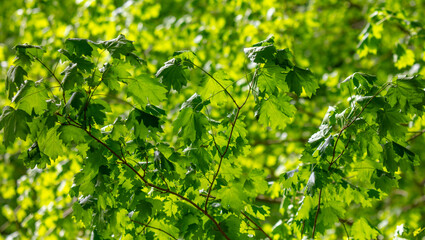 Green leaves on a tree in nature