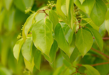 Fototapeta premium Green leaves on a tree in nature
