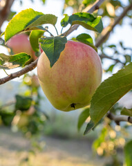 Red ripe apples on a tree in summer