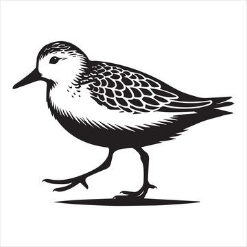 Sanderling Silhouette - Sanderling Bird Clipart,  Calidris alba Design, Sanderling walking Illustration in black and white
