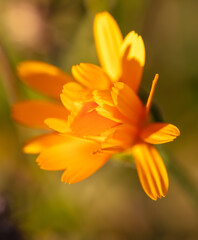 Small-flowered marigolds grow in nature