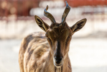 Portrait of a mountain goat in the zoo