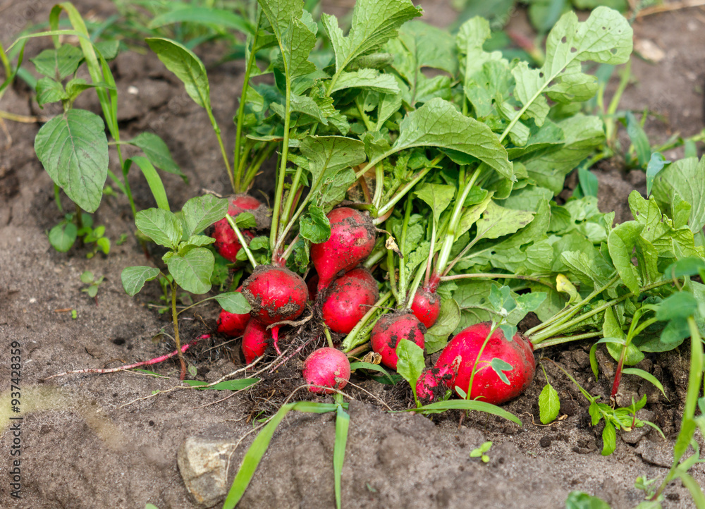 Canvas Prints red radish harvest on the ground