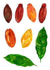 カカオの実と葉っぱのバリエーション　手描き水彩イラスト