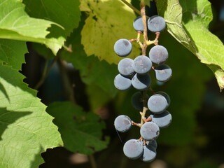 photo of a bunch of wine grapes