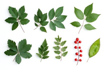Mountain ash and red ash compound leaves on white background.