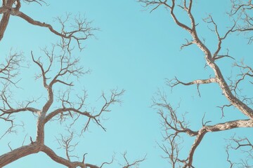 Trees branches on blue sky