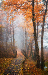Autumn time full of strong, intense colors in forests, parks and gardens.