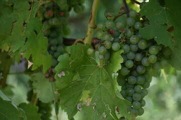 Weintrauben am Stock