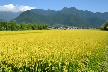 Golden Rice Field With Mountain Background