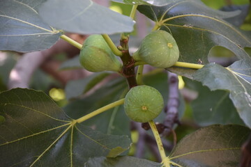 Feigen am Baum