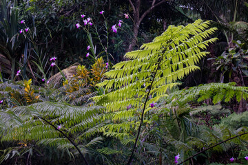 fern in the forest