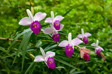orchid flower