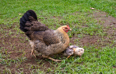 hen and chicks